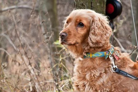 The Dog Cocker Spaniel Stock Photos