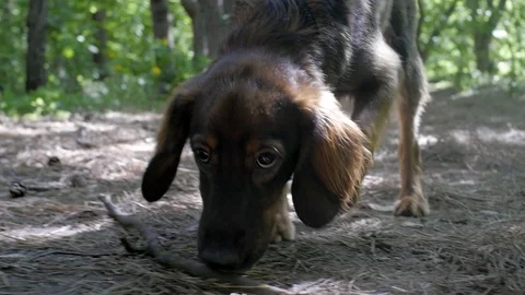 Dog Cocker Spaniel sniffs the ground Park Video stock 93664104