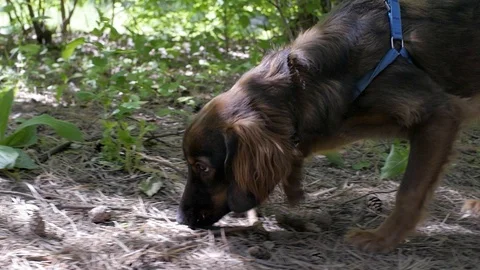 Dog Cocker Spaniel sniffs the ground in a green Park Stock Footage 93664109