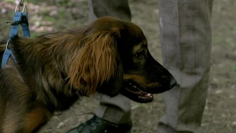 Dog Cocker Spaniel sniffs the ground in a green Park Stock Footage 93699759