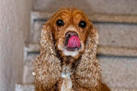 Dog cocker spaniel while looking at you from the staircase Stock Photos