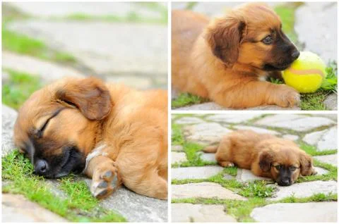 Dog collage 库存照片