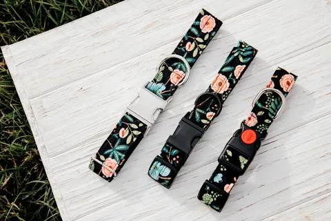 Dog Collar and Leash set. Pet Supplies Stock Photos