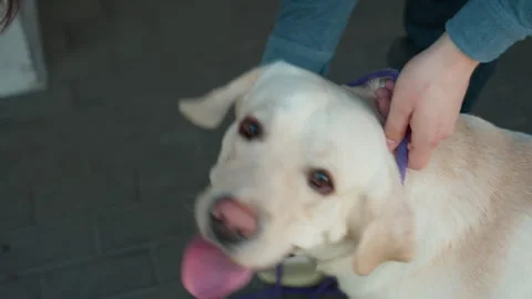 Dog collar application, volunteer gently attaching collar to happy dog, caring Stock Footage 323320048
