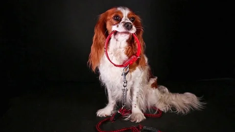 Dog collar avoid puppy lost. Puppy want walkies. Spaniel want to walk. Walking Stock Footage 102680784