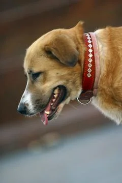 Dog in a collar Stock Photos