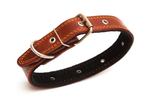 Dog collar Foto stock