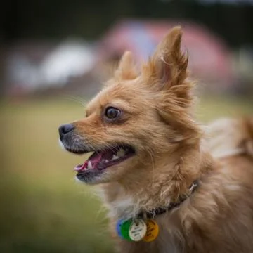 Dog with collar Stock-Fotos