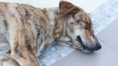 A dog color pattern sleeping on the tile, Stock-Footage 92321611