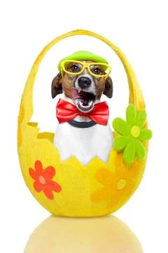 Dog in colorful easter egg Stock Illustration