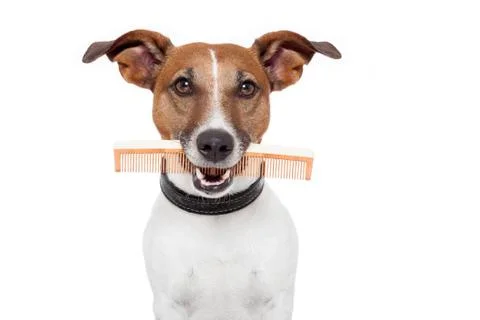 Dog with comb Stock-Fotos
