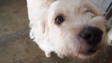 Dog Comes Into Focus And Sniffs Camera Stock Footage 85524131