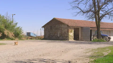 Dog coming towards camera passing in the farmyard Vídeo Stock 48786944