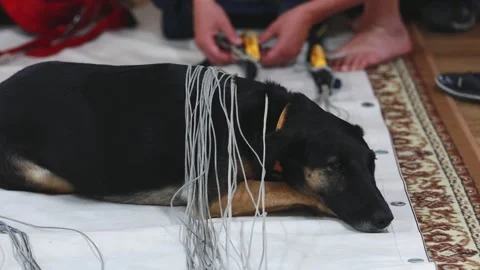 Dog in command with a parachute handler 스톡 동영상 247270887