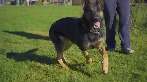Dog comming Stock Footage 143872533