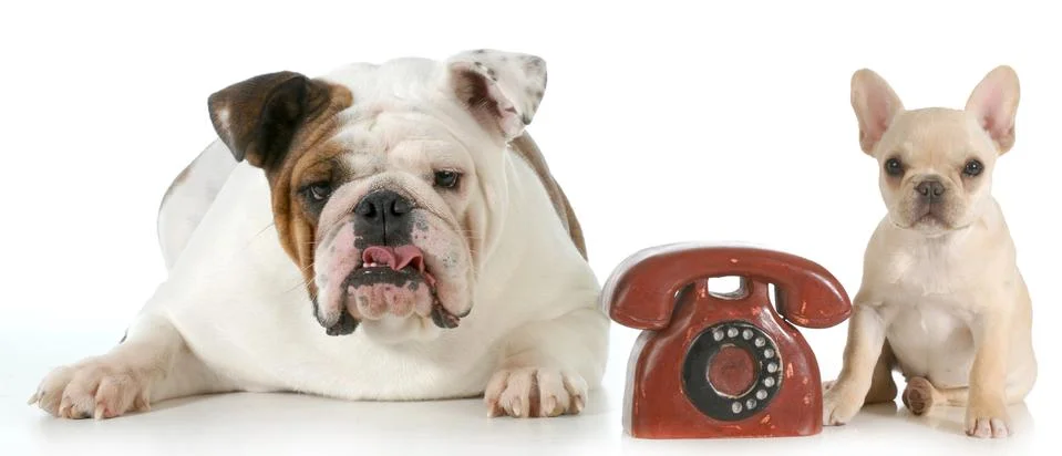 Dog communication Stock Photos
