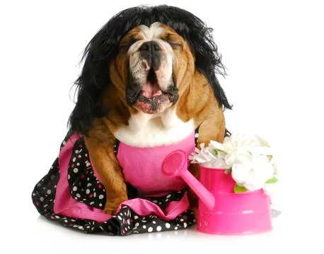 Dog complaining Stock Photos