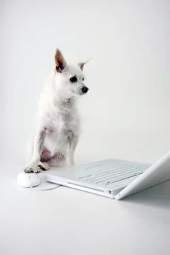 Dog Computer Paw On Mouse Stock Photos