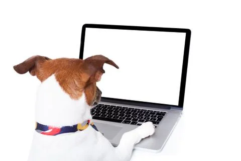 Dog computer pc Stockfoto's