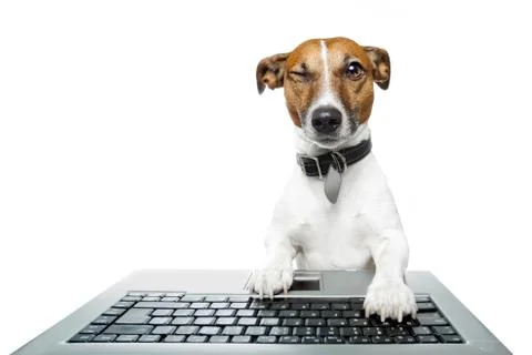 Dog computer pc tablet Stock Illustration