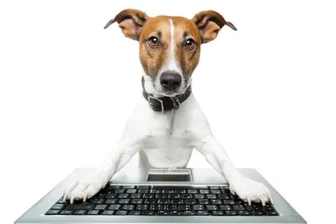 Dog computer pc tablet Foto stock