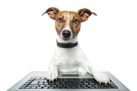 Dog computer pc tablet Foto stock