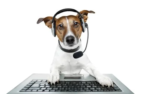 Dog computer pc tablet Foto stock