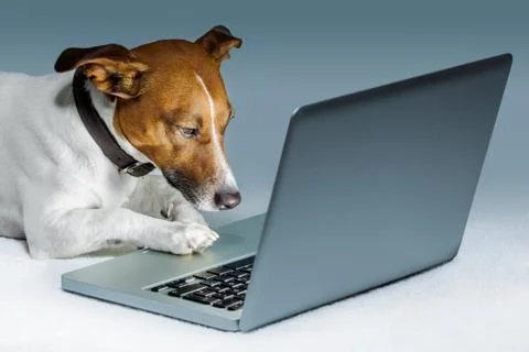 Dog computer Stock Photos
