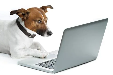 Dog computer Stock Photos