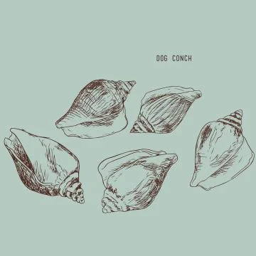 Dog conch , wing shell hand drawn sketch vector. sea food collection. Stock Illustration