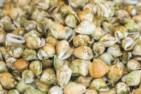 Dog Conch, Wing Shell or edible sea snail on seafood Stock Photos