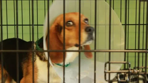 Dog with Cone Collar Video stock 12440373