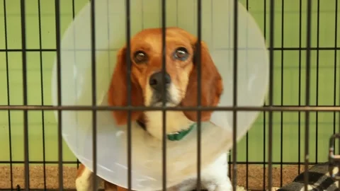 Dog with Cone Collar Stock Footage 345116594