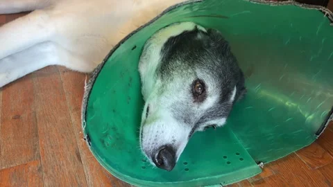 Dog Cone Stock Footage 285113285