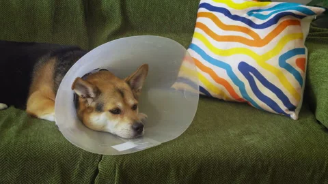 Dog with Cone Lying on Couch. Stock Footage 320942497