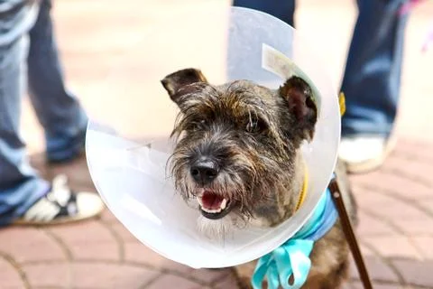 Dog with a cone Stock Photos