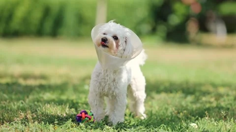 Dog in a cone playing with a toy that aids in recovery and rehabilitation. After Stock Footage 339786308