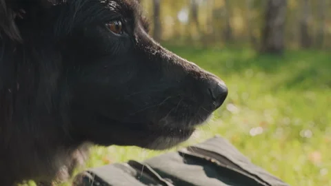 Dog confidently eats snack amidst bright natural outdoor setting comfortably Stock Footage 332285231