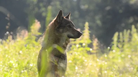 Dog in contour light Stock Footage 95753273