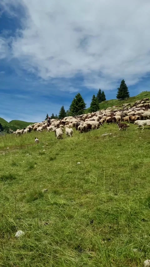 Dog controls and drives in flock of sheep on hillside of Alps mountains.  Video stock 284453052
