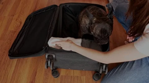 The dog controls the packing of things for a vacation in a suitcase. Stock Footage 306936150