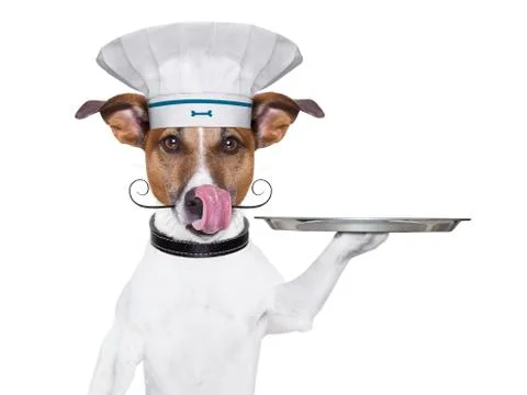 Dog cook chef Stockfoto's
