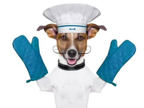 Dog cook chef Foto stock