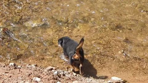 The dog cools down and drinks water in the creek on a hot summer day Stock Footage 136982152