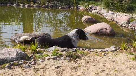The dog cools itself in the water by lying on the bottom Stock Footage 143992239