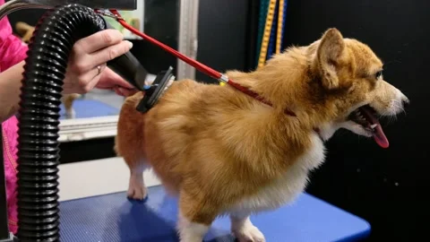 Dog Corgi Drying Pet Grooming and hairstyle Stock Footage 147685314
