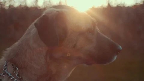 Dog by Corn Field During Sunset Stock Footage 81529869