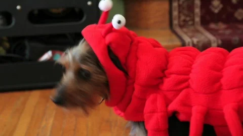 Dog in costume Stock Footage 855001