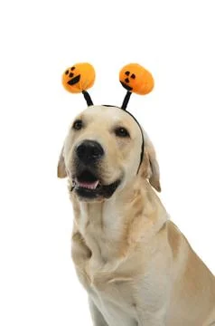 Dog in costume Foto stock