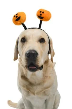 Dog in costume Stock Photos